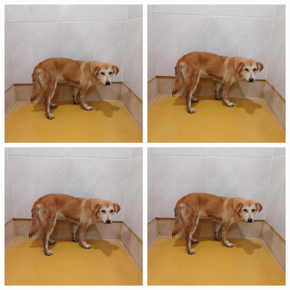 천안시 동물보호센터_444449202401439